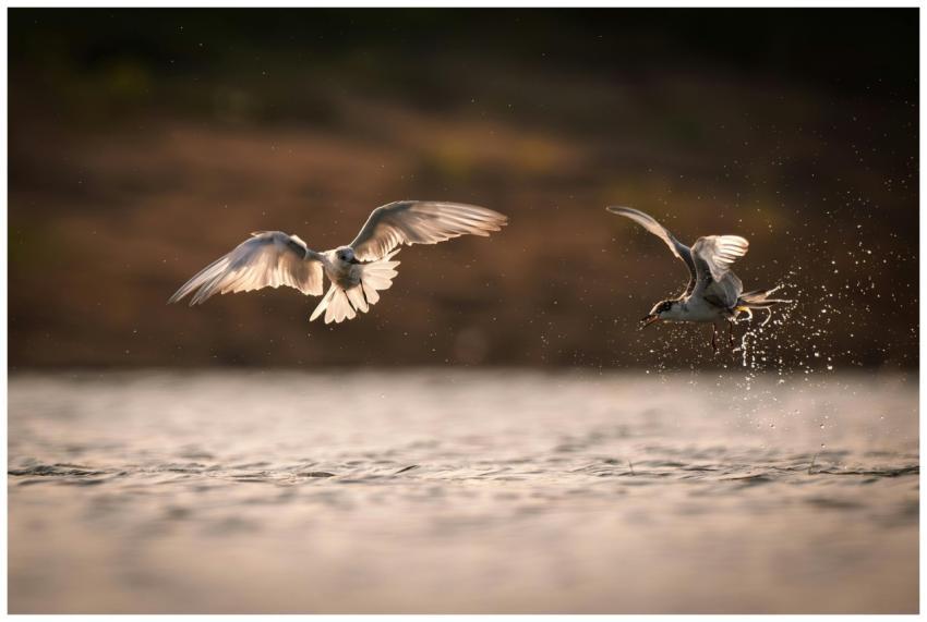 Two birds gracefully flying over a lake with water