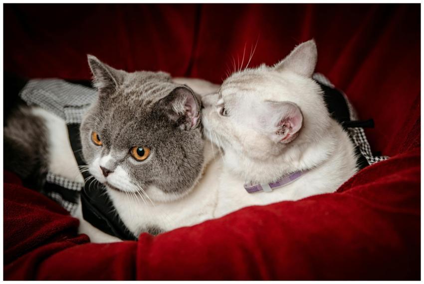 Two British Shorthair cats cuddling on a red couch