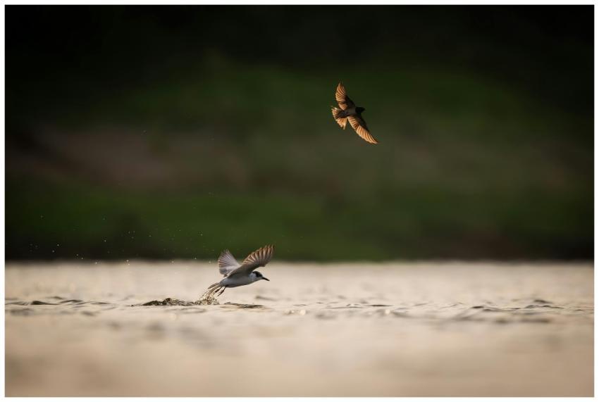 Two birds gracefully fly over a tranquil body of w