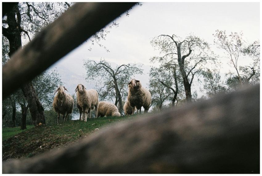 A serene scene of sheep grazing in a picturesque p
