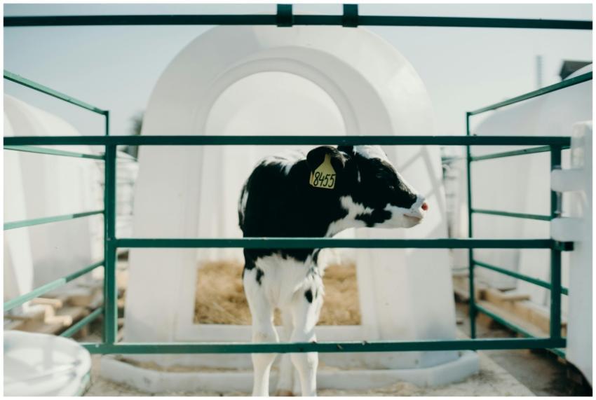 Black and white calf stands in a clean outdoor cat