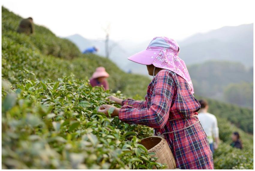 Worker Picking Tea Leaves