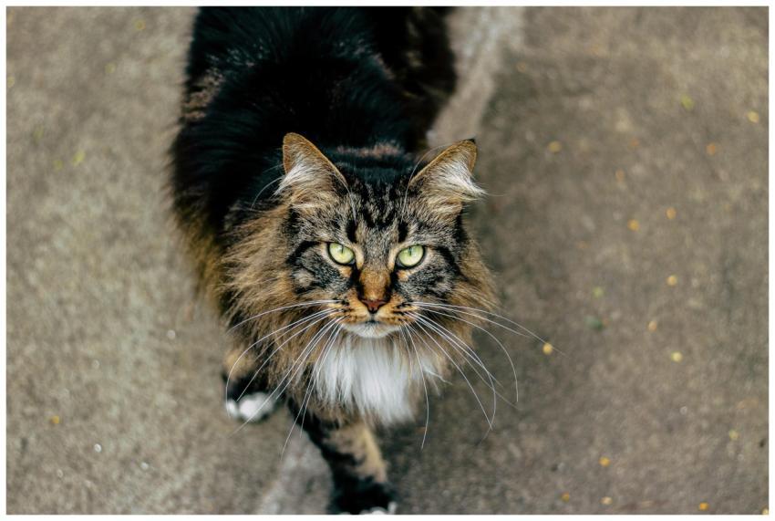 Close-up of a Maine Coon cat looking directly into