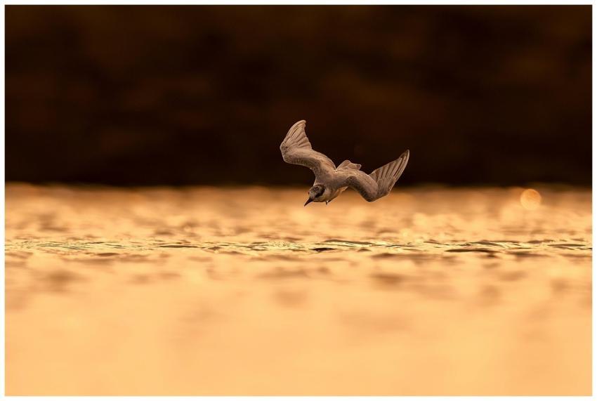 A bird gracefully flying low over shimmering golde