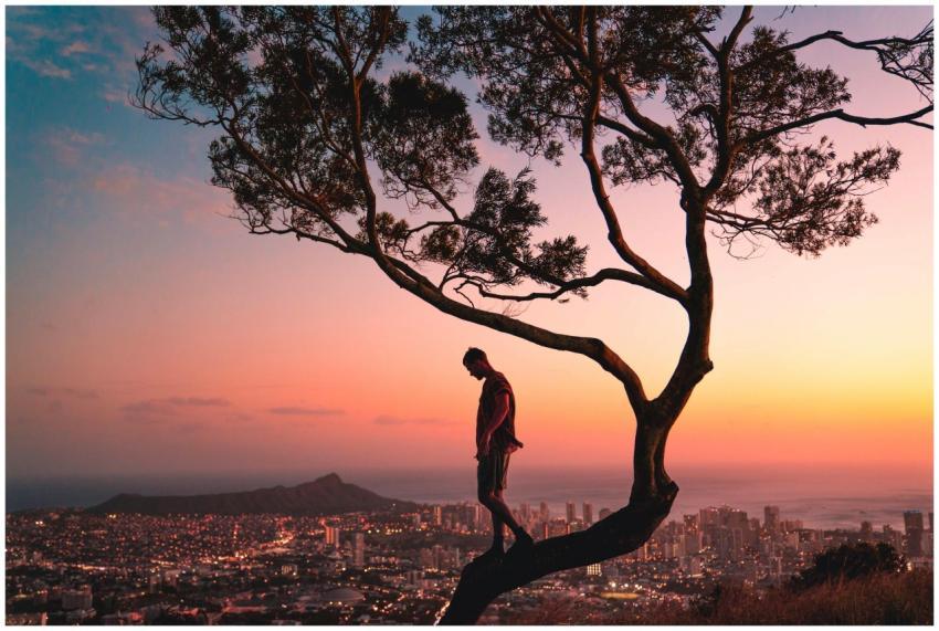 Silhouette of a man standing in a tree overlooking