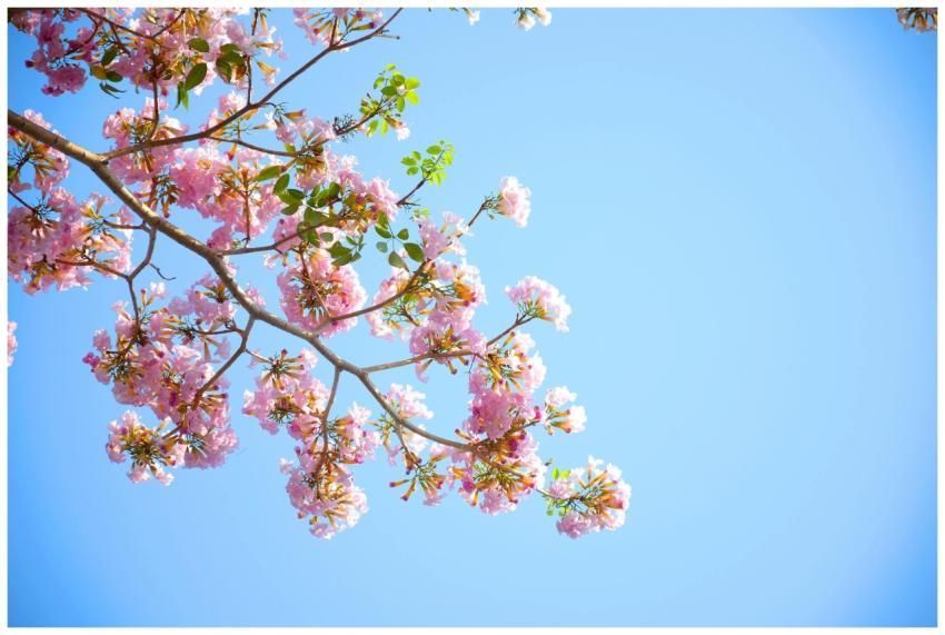 Beautiful cherry blossoms in full bloom against a