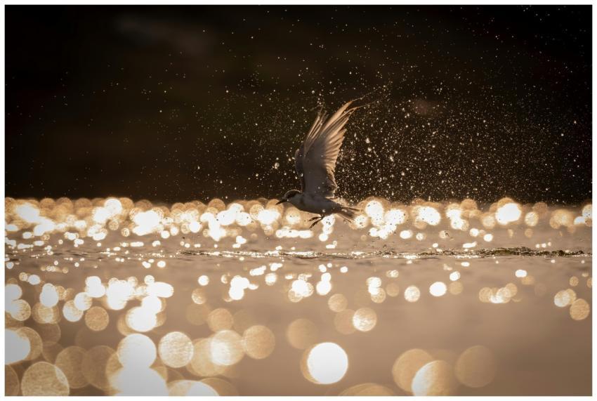 A bird gracefully flies above water with sparkling