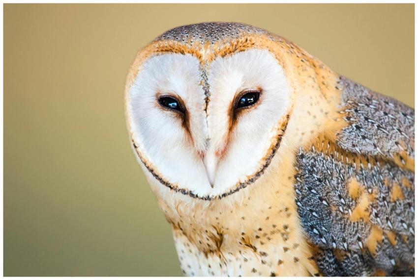 Close-up portrait of a barn owl with a soft, blurr