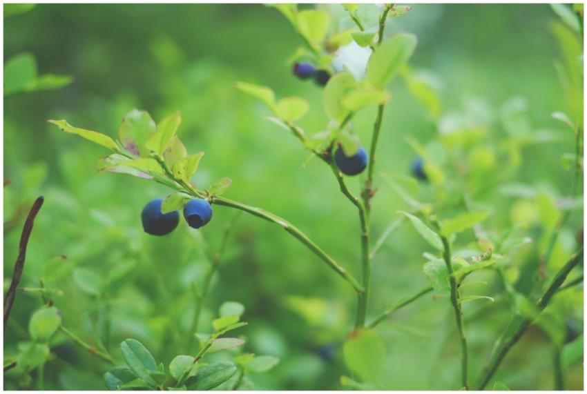 Macro shot of fresh blueberries and green leaves i