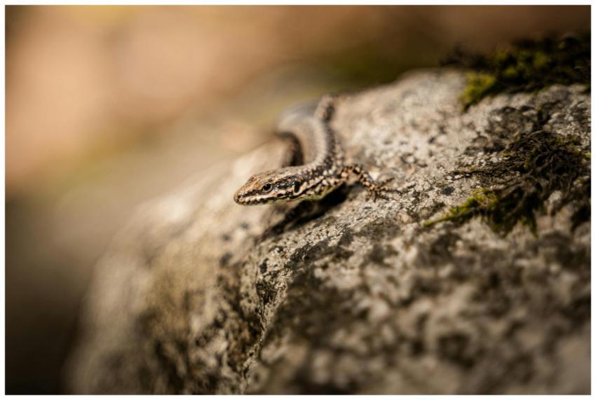 Macro shot of a lizard basking on a rock, showcasi