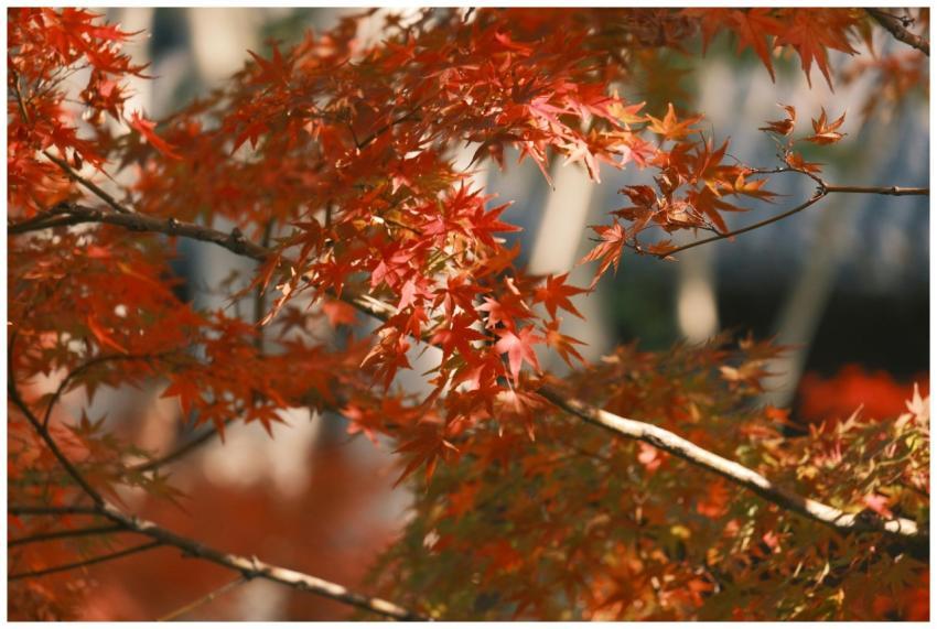 Close-up of vibrant red maple leaves basking in au