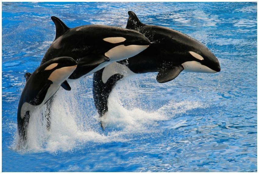 Dramatic capture of three orcas jumping in synchro