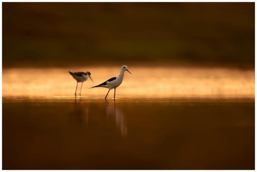 Beautiful capture of Black-winged Stilts wading in