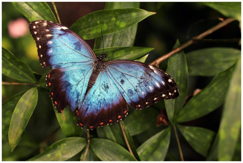 Close-up of a stunning Blue Morpho butterfly perch