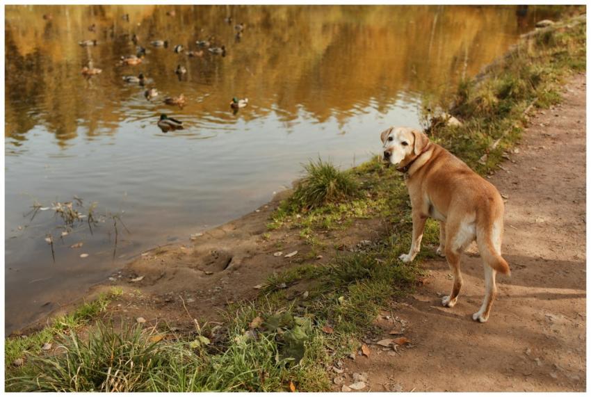 A Labrador Retriever observes ducks swimming in a