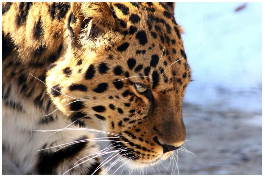 Detailed close-up of a leopard showcasing its fier