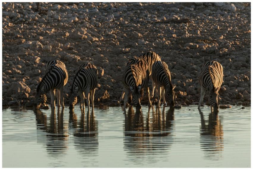 A group of zebras gather at a waterhole during sun