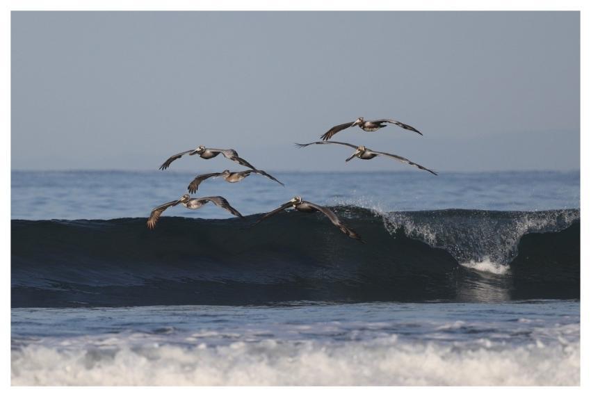 Bird Nature Animal Wildlife