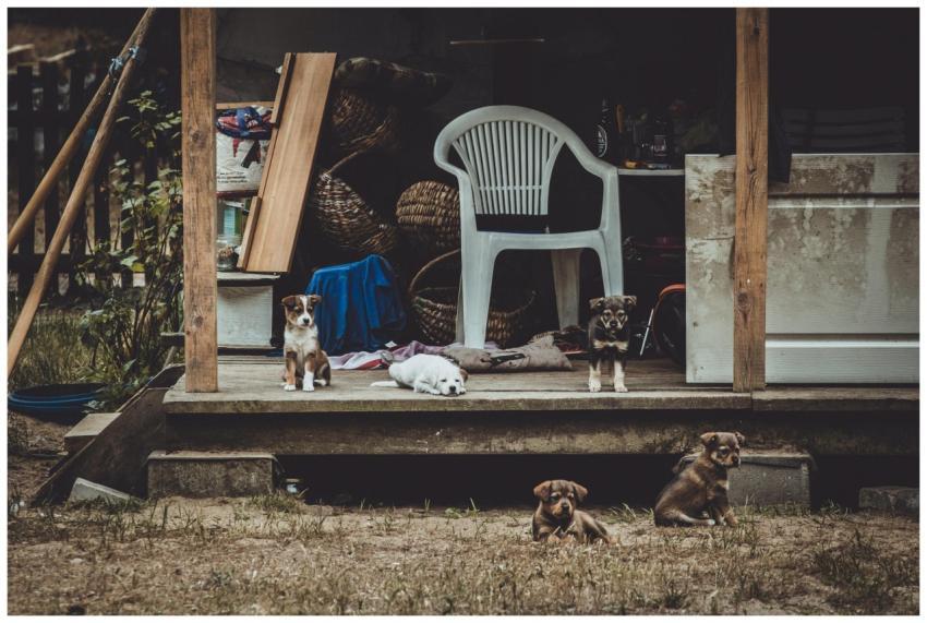 Five puppies rest on a rustic porch beside a white