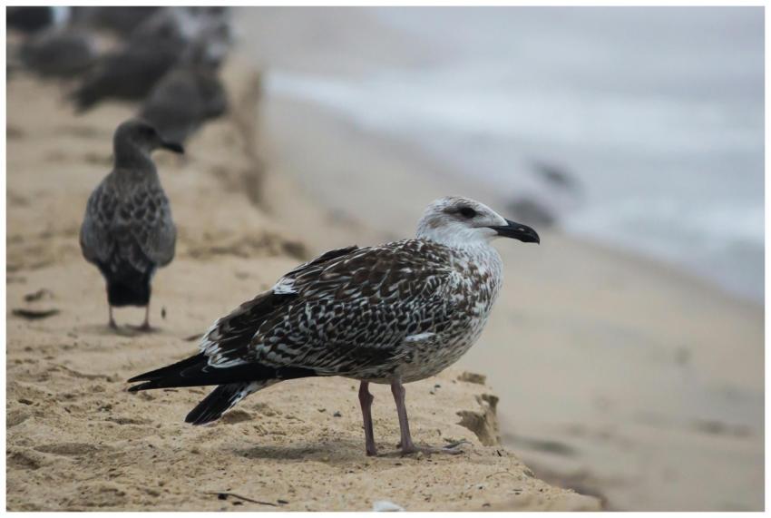 Close-up of a seagull on a sandy beach with waves