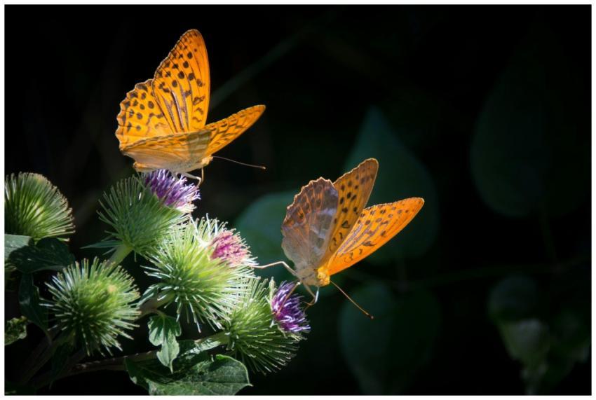 Close-up of two Silver Bordered Fritillary butterf