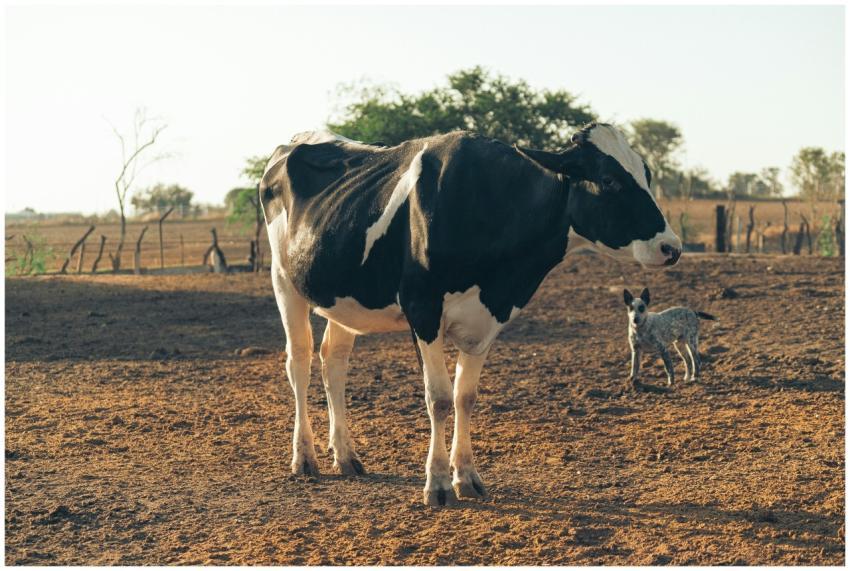 A Holstein cow stands with a young calf in a sunli