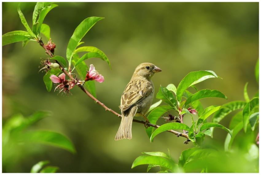 Captivating shot of a sparrow perched on a bloomin
