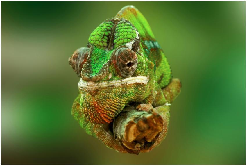 Detailed close-up of a colorful green chameleon wi