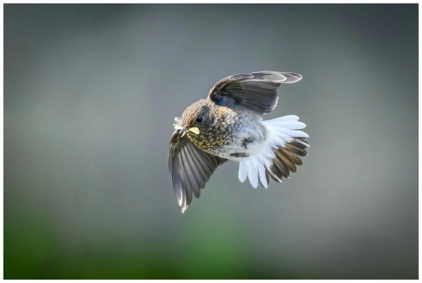 A beautiful bird in flight. Perfect for nature sto