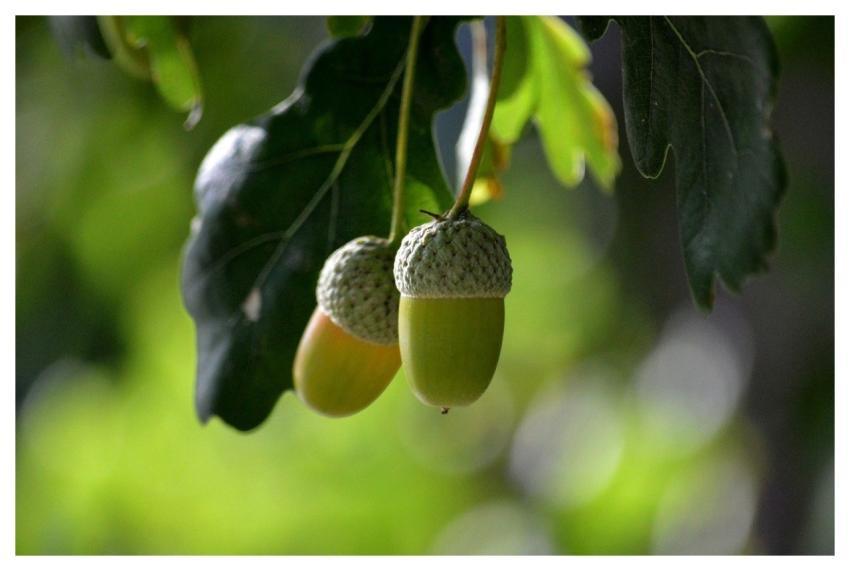 Acorns Fruit Nut Fruit Animal Feed