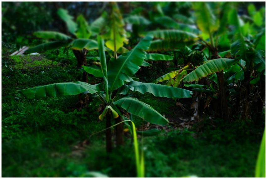 A vibrant banana plantation showcasing lush green