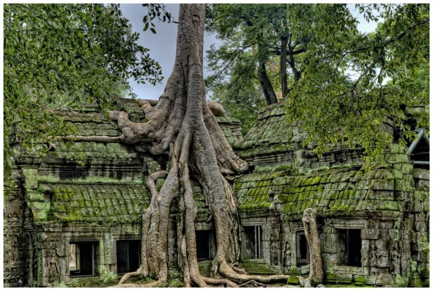Majestic roots entwine the ancient Ta Prohm temple