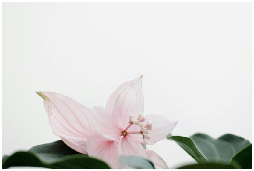 Delicate pink flower with green leaves on a white