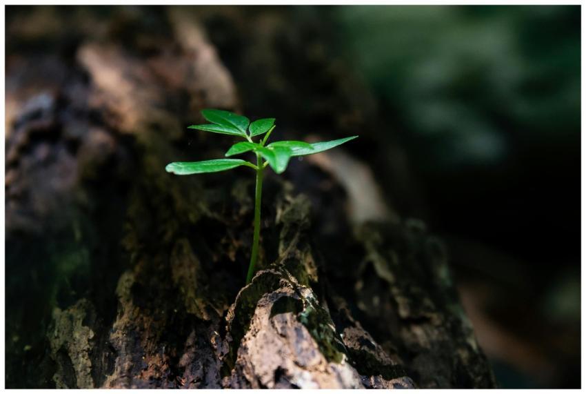 A vibrant green seedling emerges from decaying woo