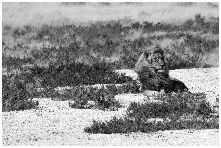 A majestic lion lounging on the savannah, captured