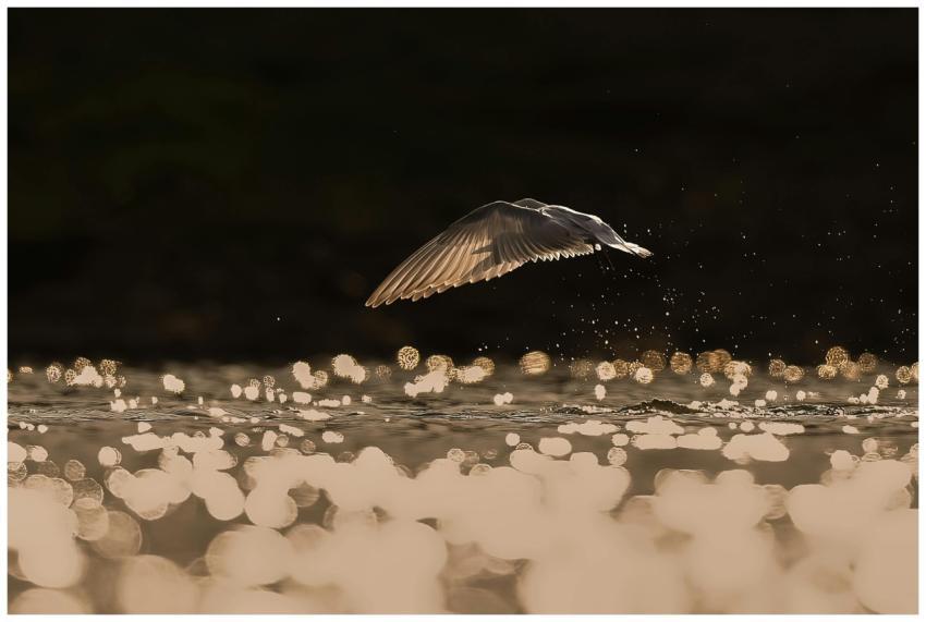 A serene bird gracefully flying over shimmering wa