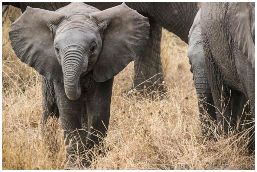 Close-up of a juvenile African elephant walking th
