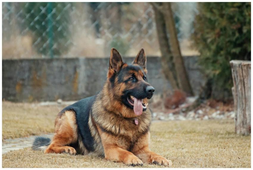 Close-up of a German Shepherd lying on grass, tong
