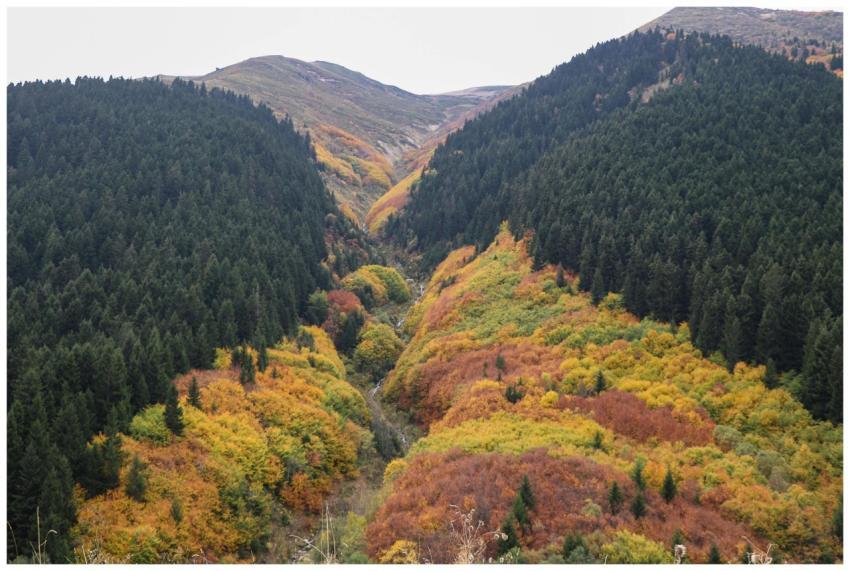 A vibrant autumn forest valley with colorful folia