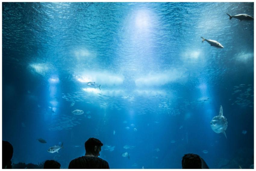 Explore diverse marine life under azure blue water