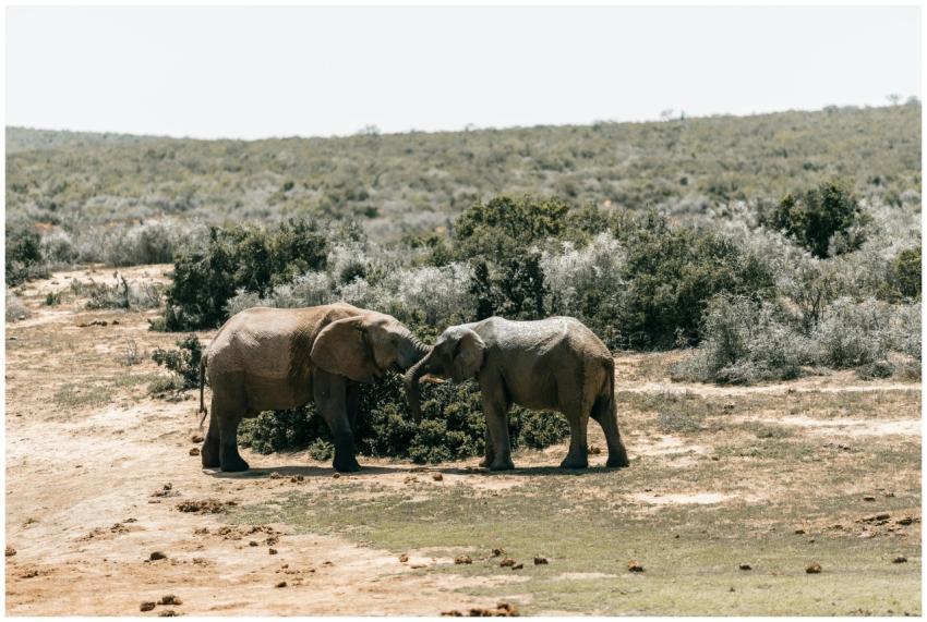 Two African elephants grazing in a South African w