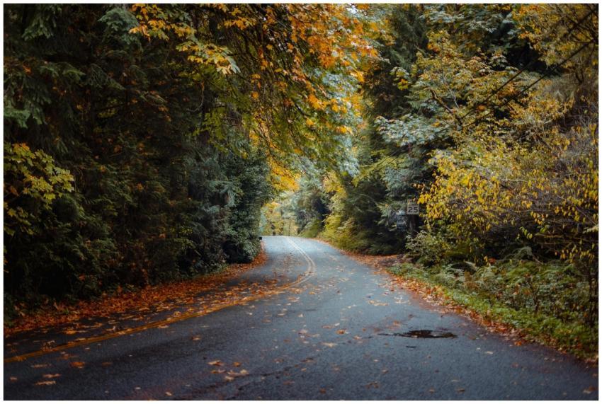 Scenic Autumn Road Through