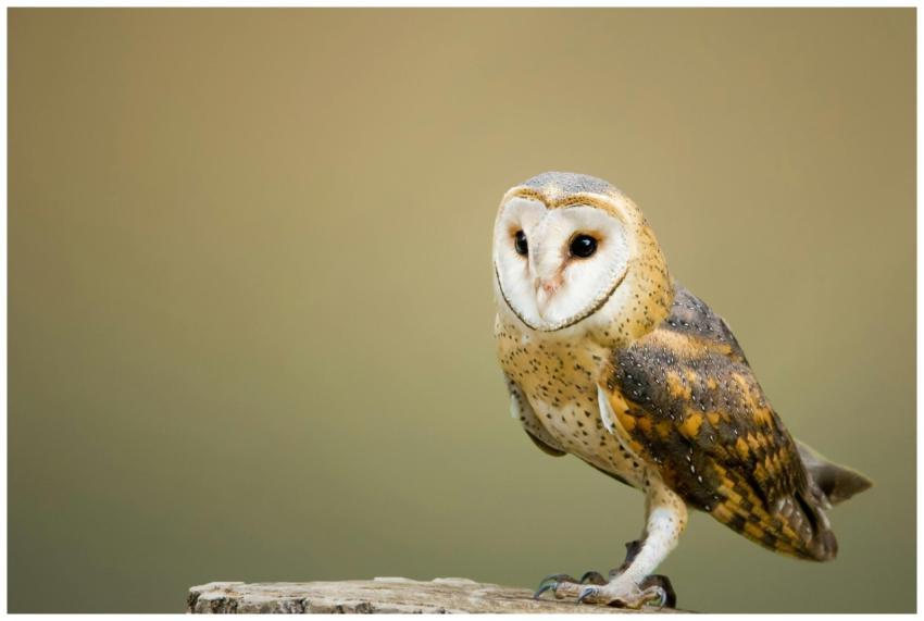 Close-up photo of a barn owl perched, highlighting