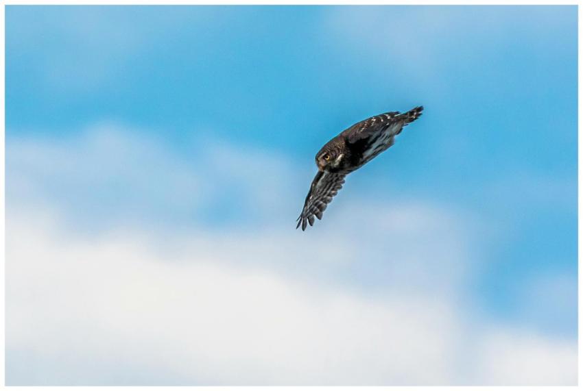 Eurasian Pygmy Owl (Glaucidium passerinum) flying