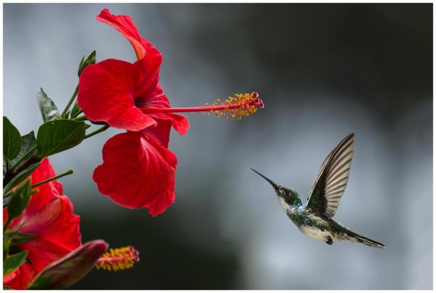 A hummingbird hovers gracefully near a blooming re