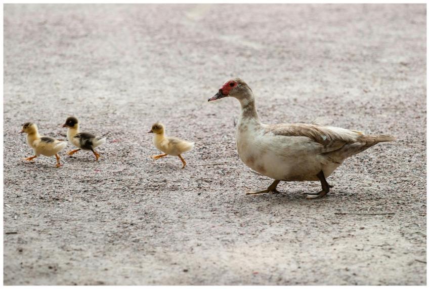 A Muscovy duck leads three ducklings on a gravel p