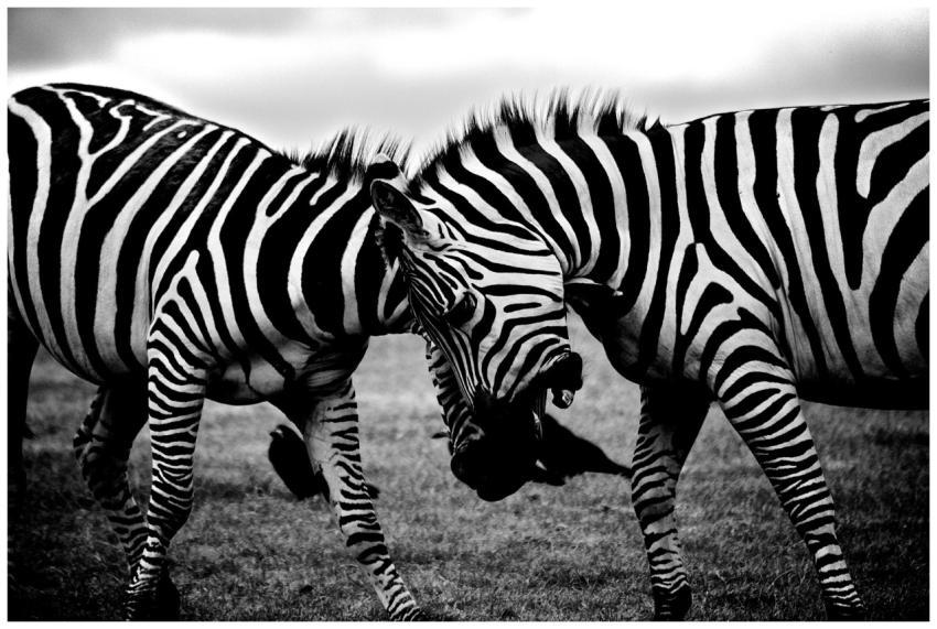 Captivating black and white photo of zebras intera