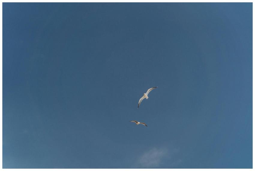 Two seagulls gracefully flying under a clear blue