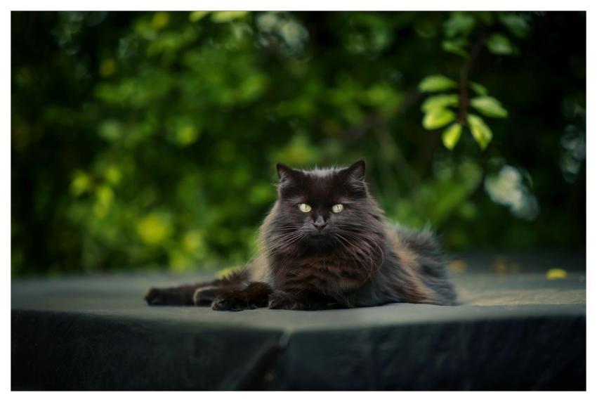 Cat Pet Feline Animal