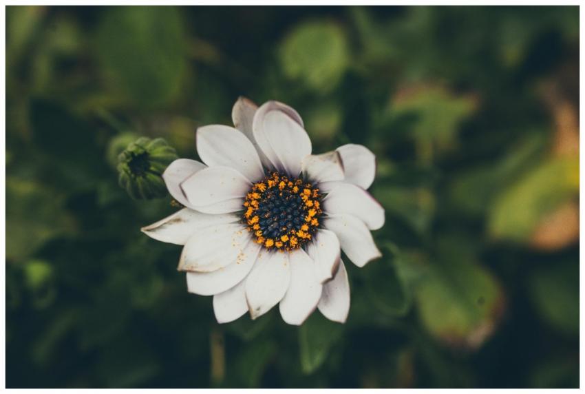 Explore the beauty of nature with this close-up of